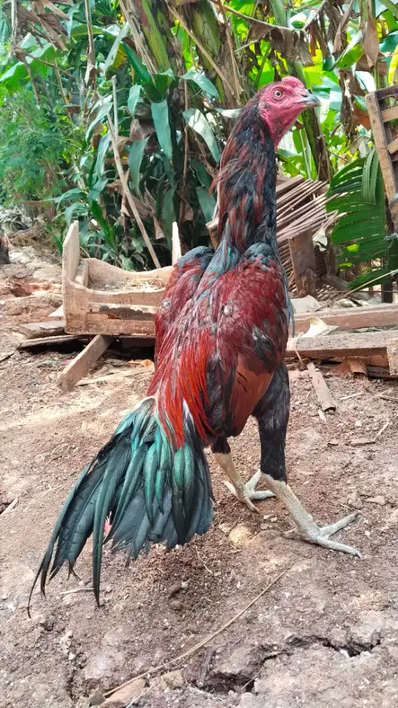 Ayam bangkok puku