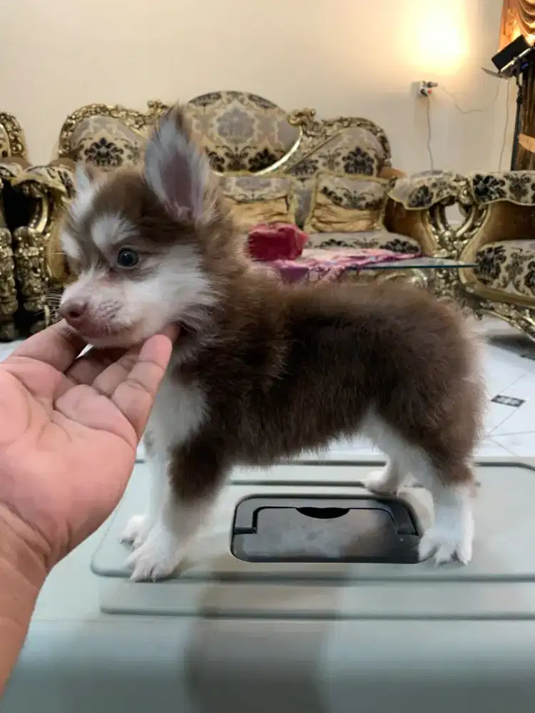 Pomsky (Siberian husky mini) pom mix husky