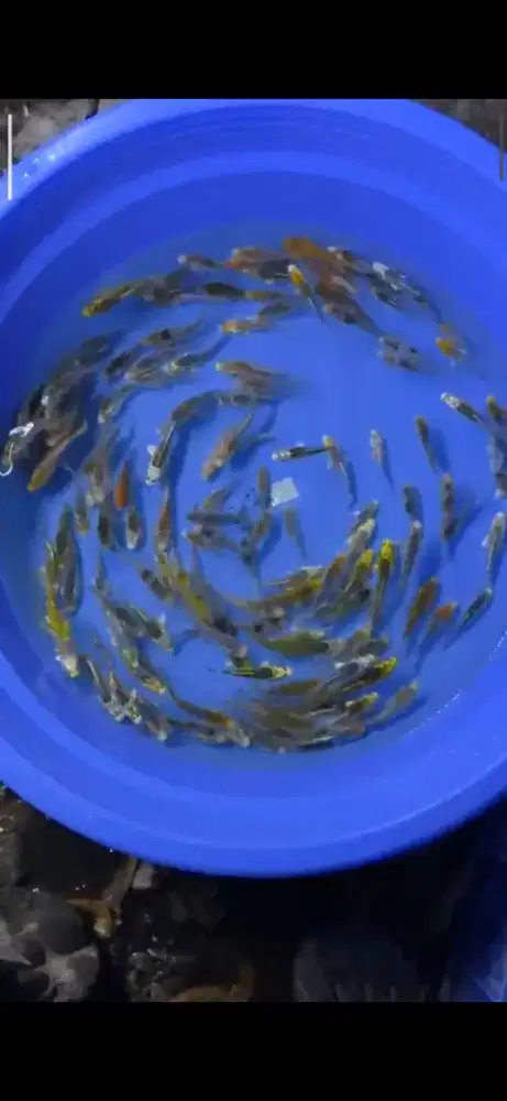 Bibit koi goromo dan kujaku