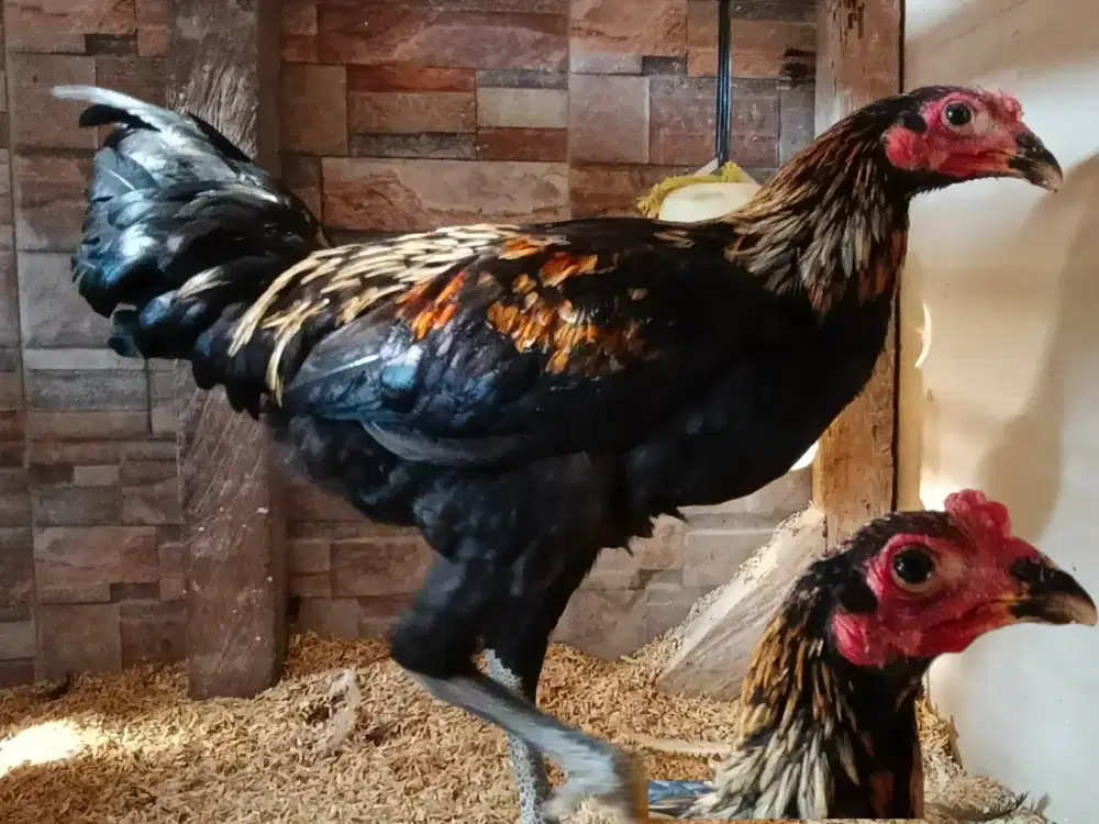 Ayam crossbreed Bangkok -KUB