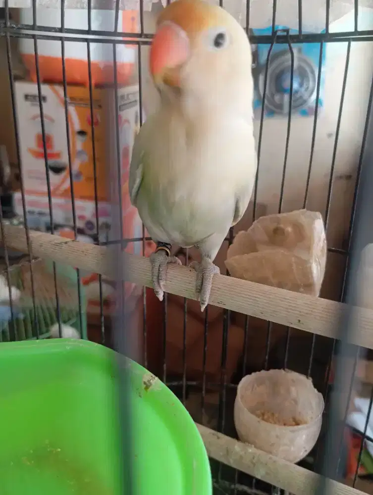 LOVEBIRD PB PASTEL USIA 4 BULAN