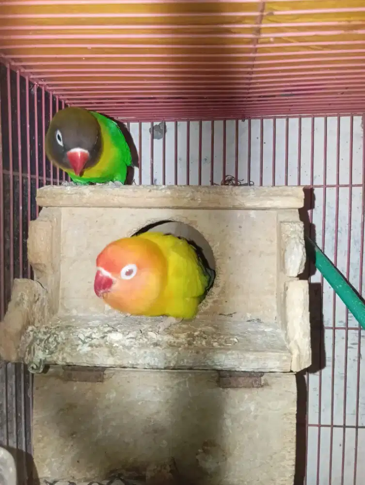 LOVEBIRD PASANGAN - DAKOCAN X LUTINO MM