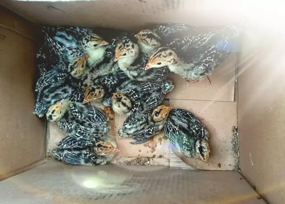 Anak Ayam Kalkun Berkualitas