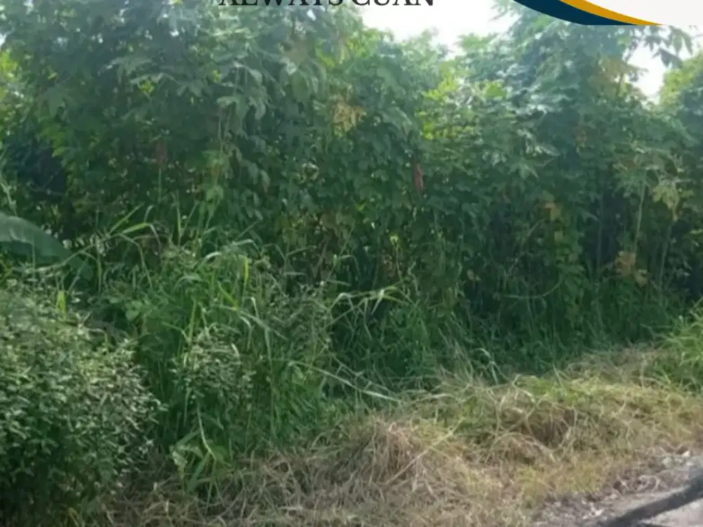 DIJUAL TANAH CENTRAL BATU BOLONG, CANGGU - BALI