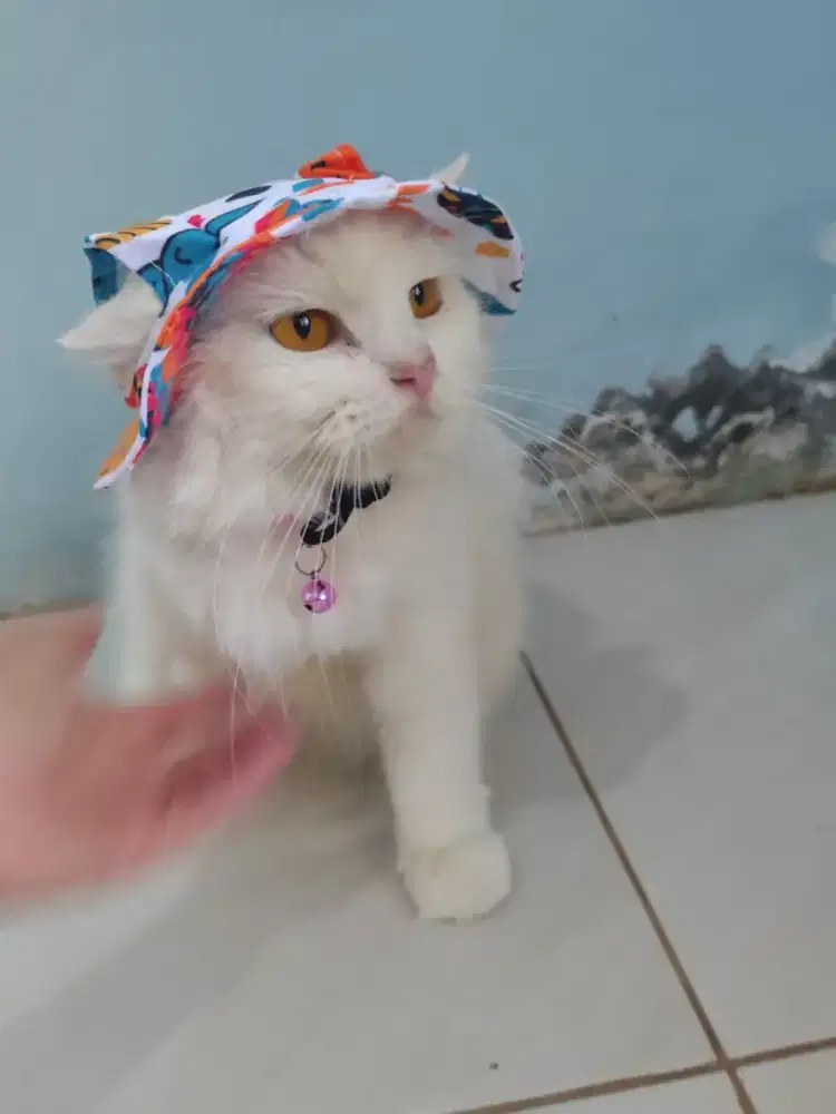 Dijual Kucing Betina Dewasa 50000Bulu Putih Lebat Imut