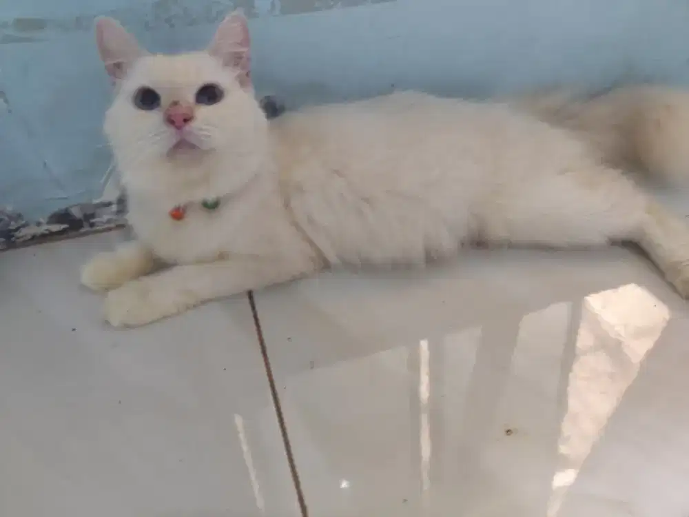 Dijual Kucing Betina Dewasa Bulu Putih Imut