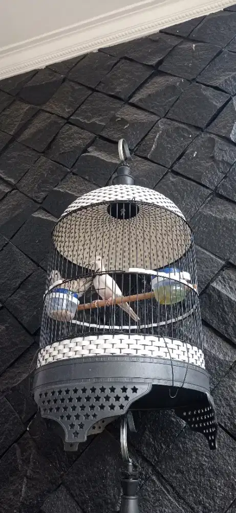Burung Perkutut Putih dan Silver