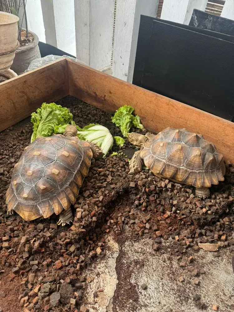 Sulcata Sepasang 35cm