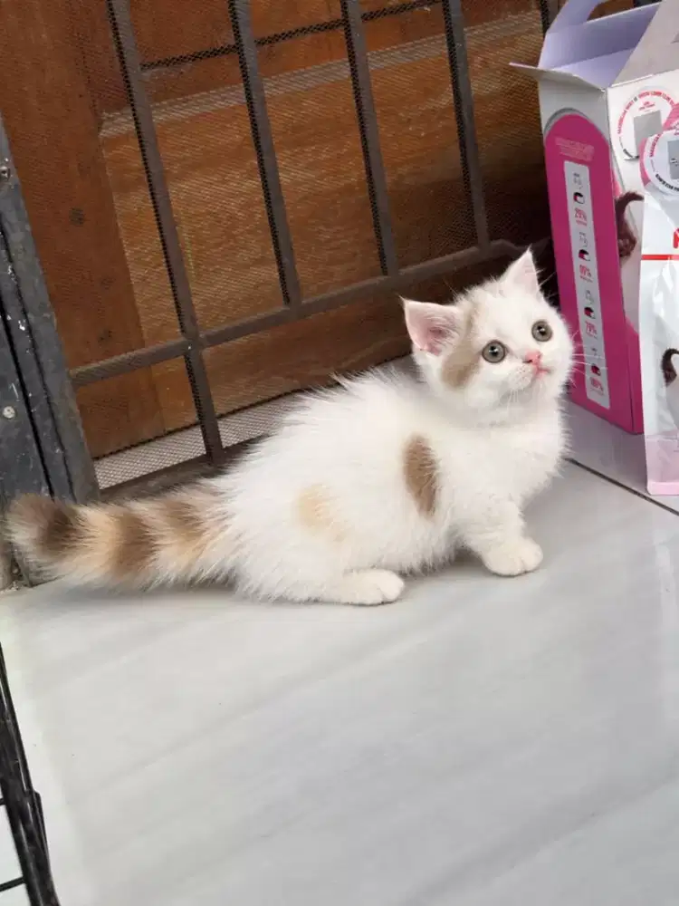 Munckhin bsh Calico cinamon female 2,5 bulan