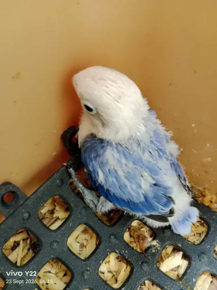 Lolohan lovebird biola vio split PF