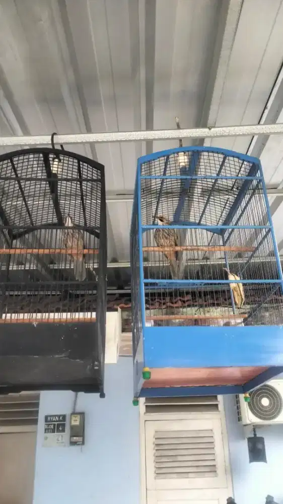 Cucak rowo sepasang dna mapan