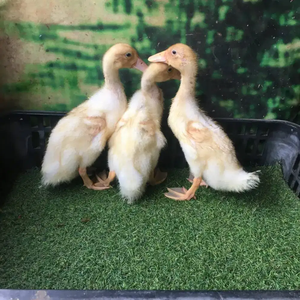 Anakan bebek peking