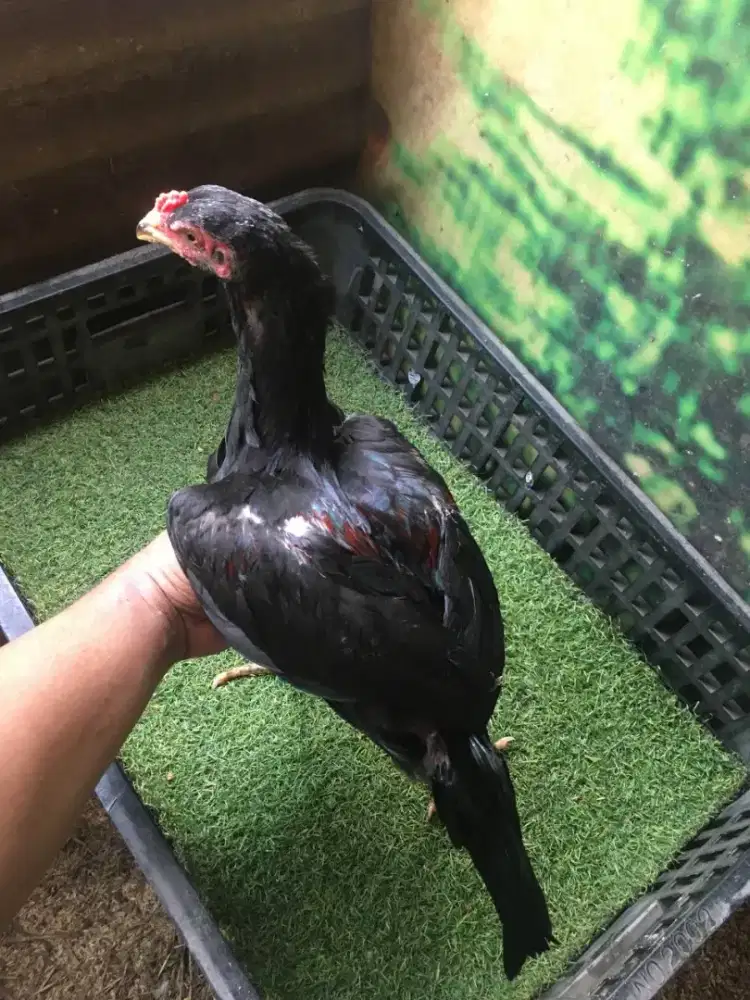 Ayam Bangkok asli