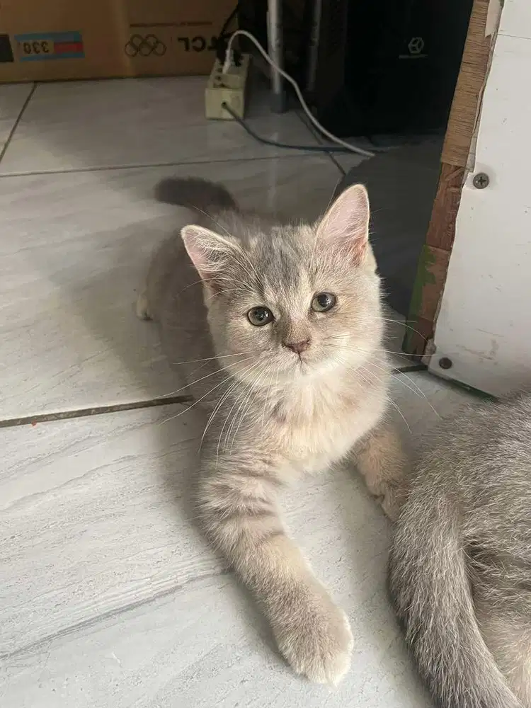 LA Bsh pure betina usia 2,5 mo