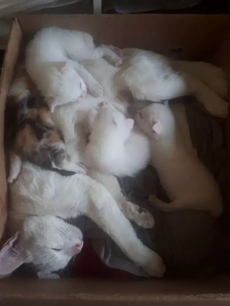 Open adopt kucing persia DOB 30 Agustus 2026