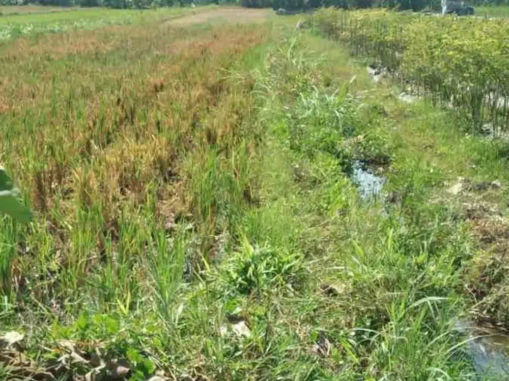 Dijual Tanah Sawah Strategis di Pinggir Jalan Besar Kabupaten Sleman