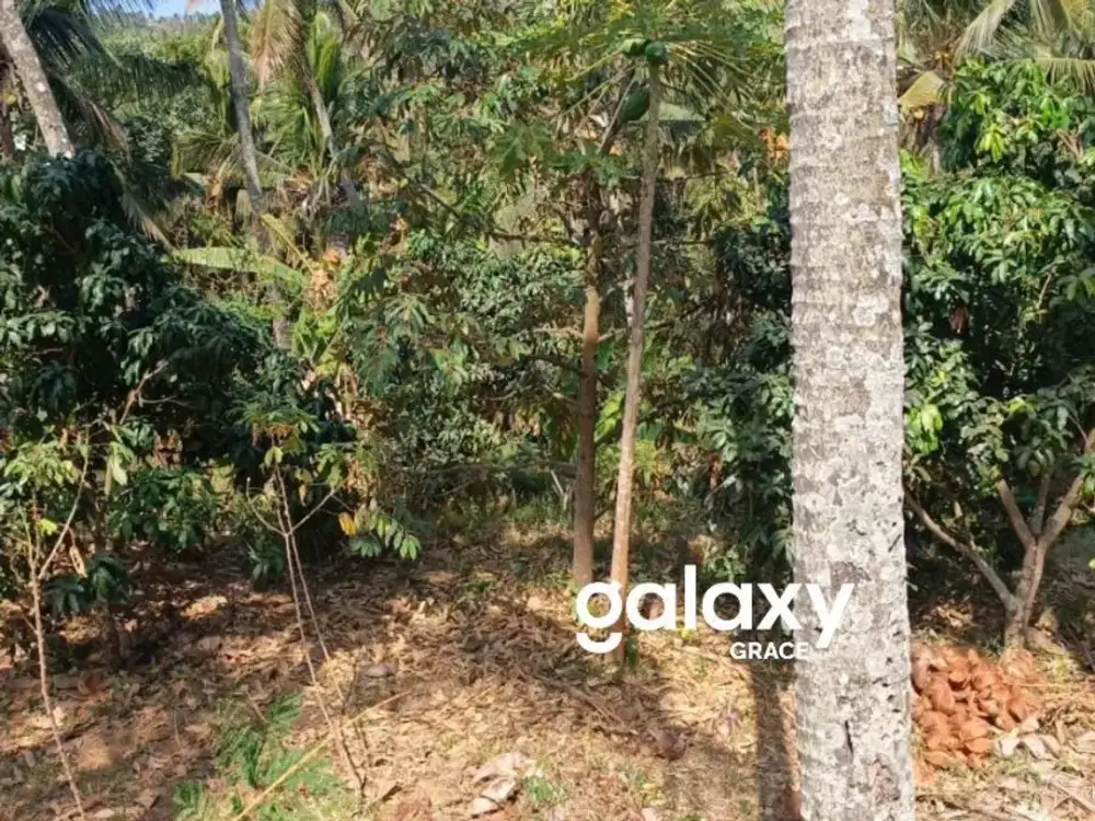 DIJUAL TANAH DI KUBUTAMBAHAN BULELENG