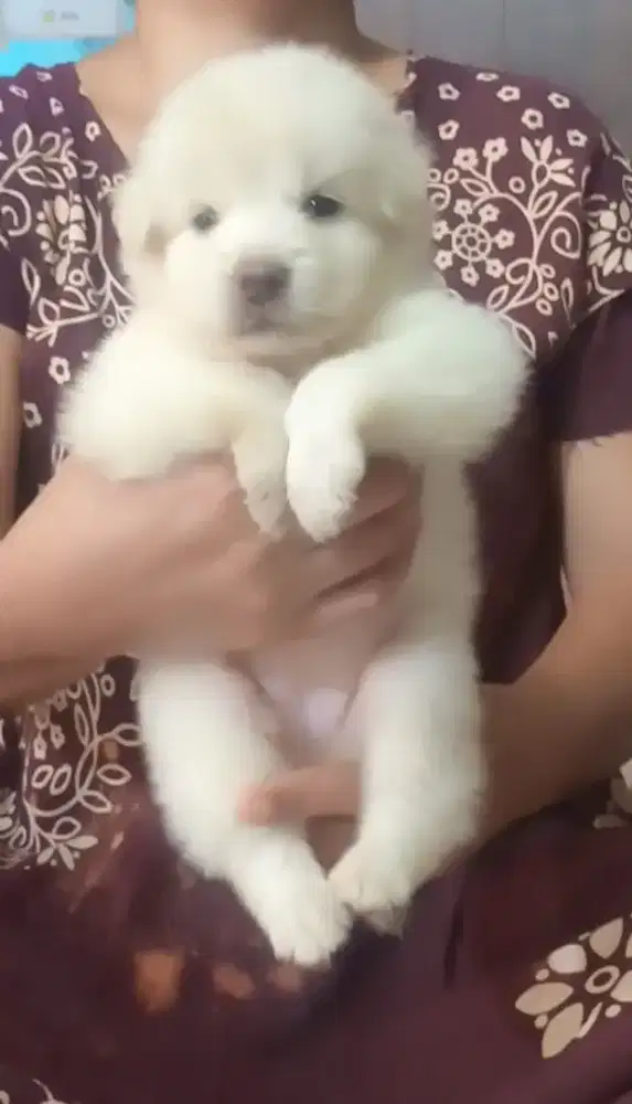 kintamani mix golden