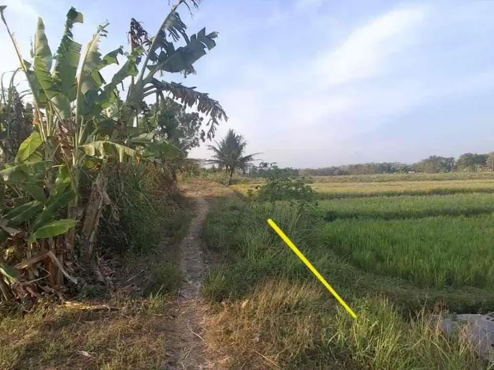 Dijual Tanah Sawah Murah di Selatan SMA 1 Minggir Utara Bina Umat
