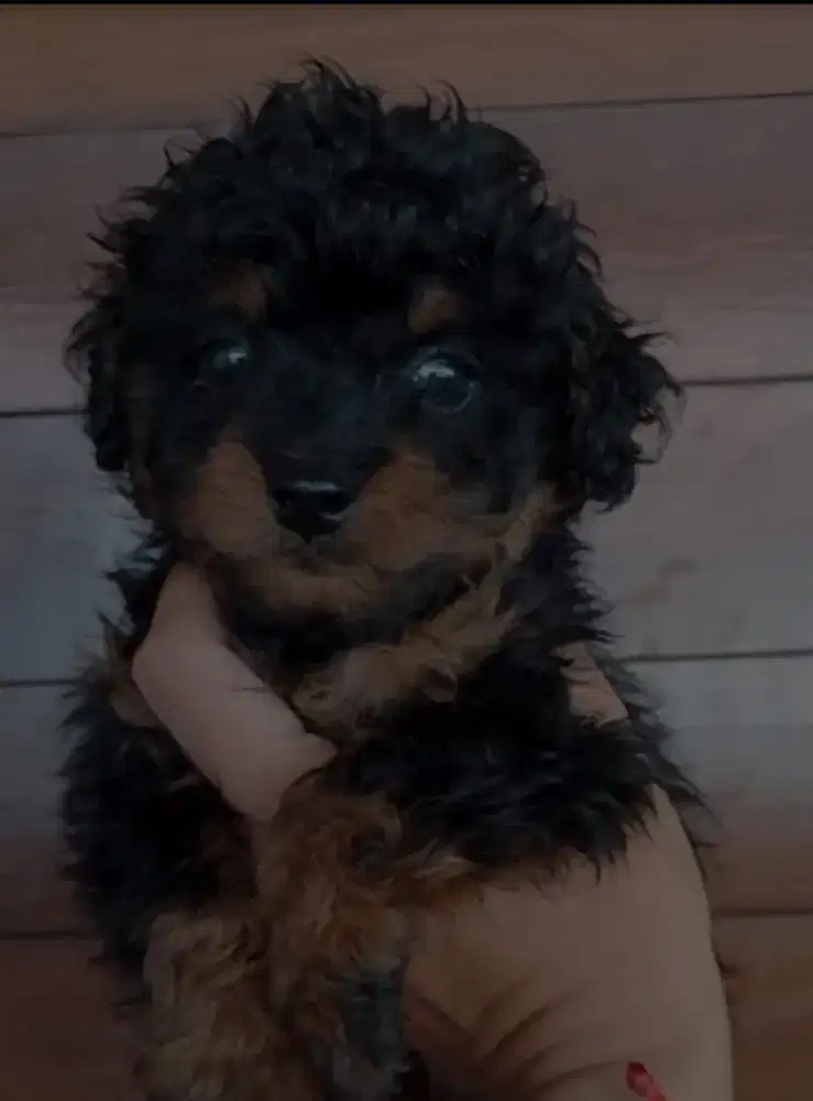 Toy poodle phantom