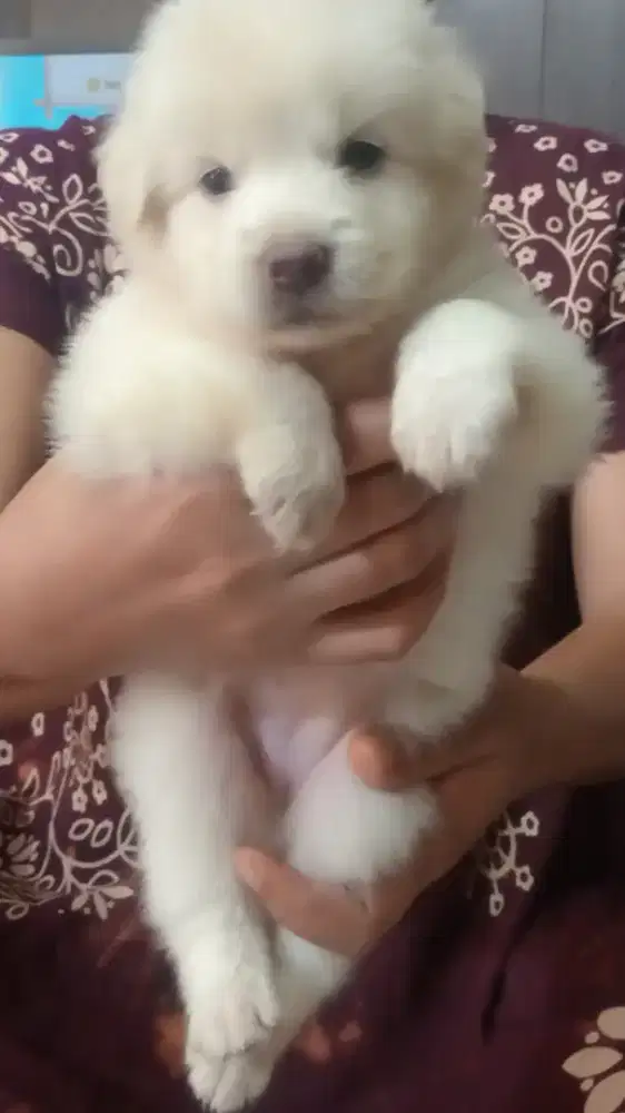 anjing puppy kintamani mix golden