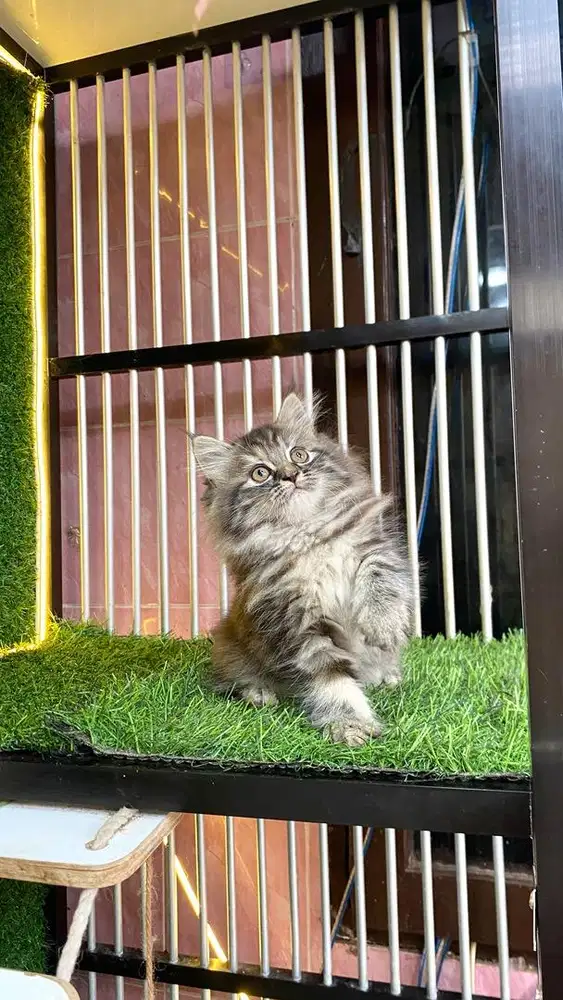 persia super gembul