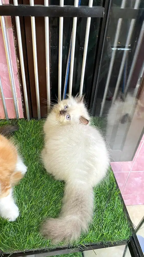 kitten himalaya munchkin ns