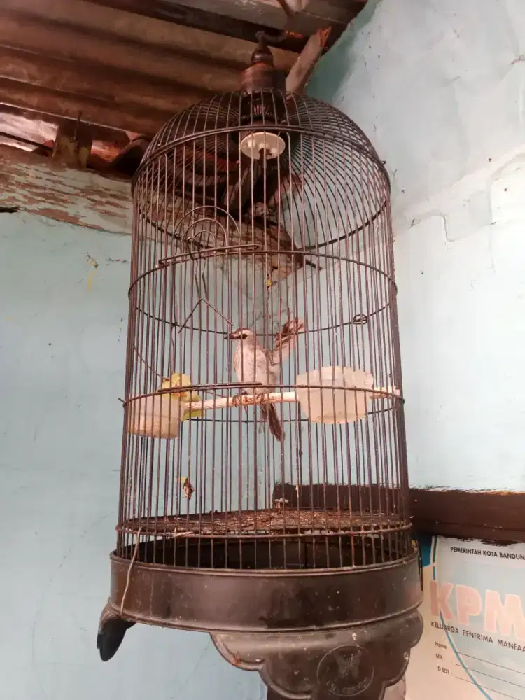 Burung trucuk jantan