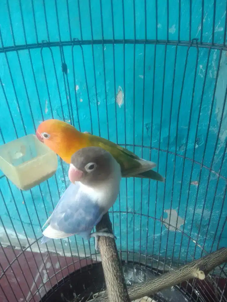 LOVEBIRD SEPASANG 600 ANGKUT TINGGAL KASIH SARANG AJA