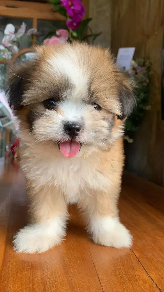MIX SHIHTZU betina