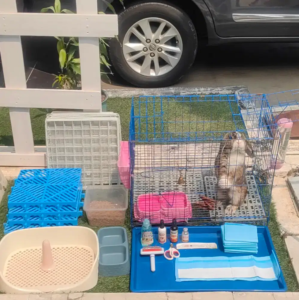 Kelinci Holland Lop Tricolor Usia 1 tahun No Netherland Dwarf Anggora