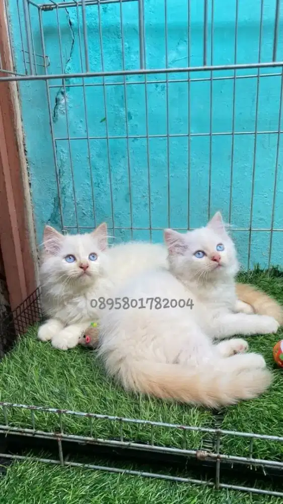 Anak kucing himalaya /kitten persia himslaya/kucing  persia jantan