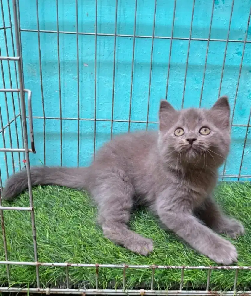 kitten persia mix bsh  /kucing bsh mix  jantan/ kucing persia  betina
