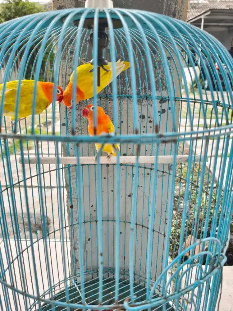 Burung lovebird  3 ekor