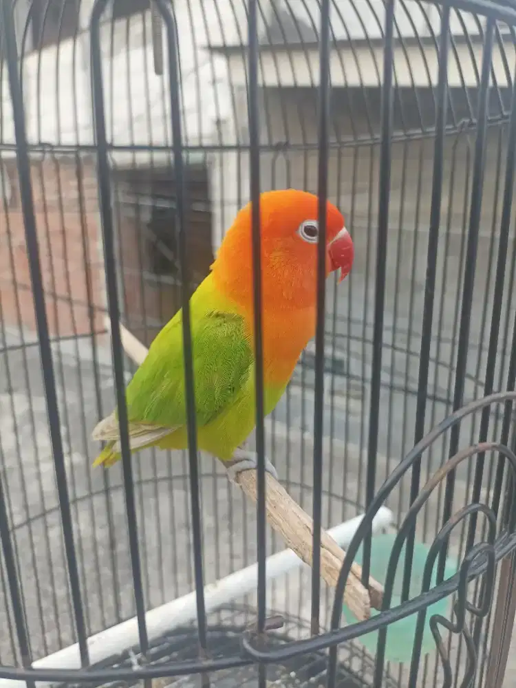 Bio Pastel/Ino MM Betina Birahi