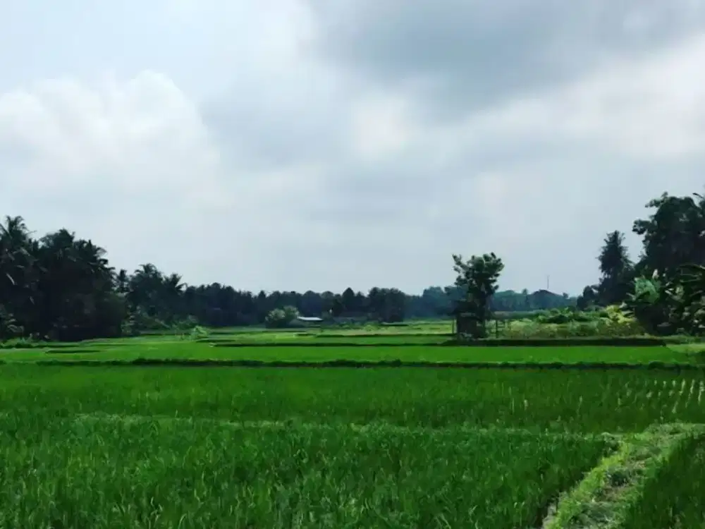 TANAH STRATEGIS LOD TUNDUH UBUD