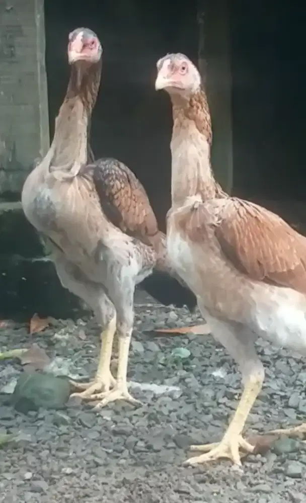 Ayam shamo betina