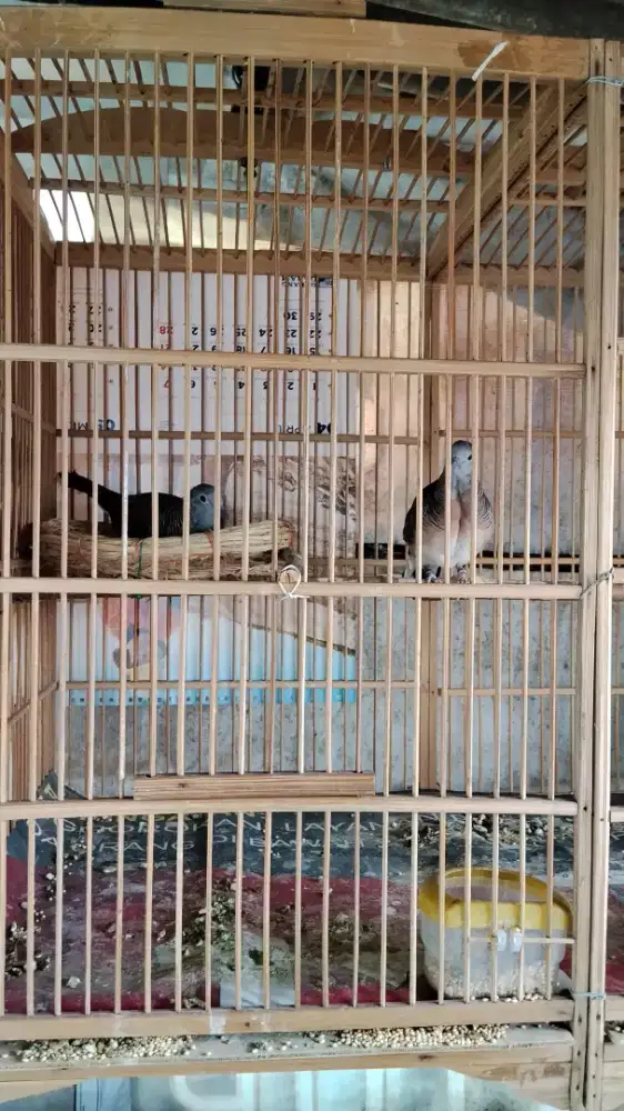 Perkutut bangkok sepasang