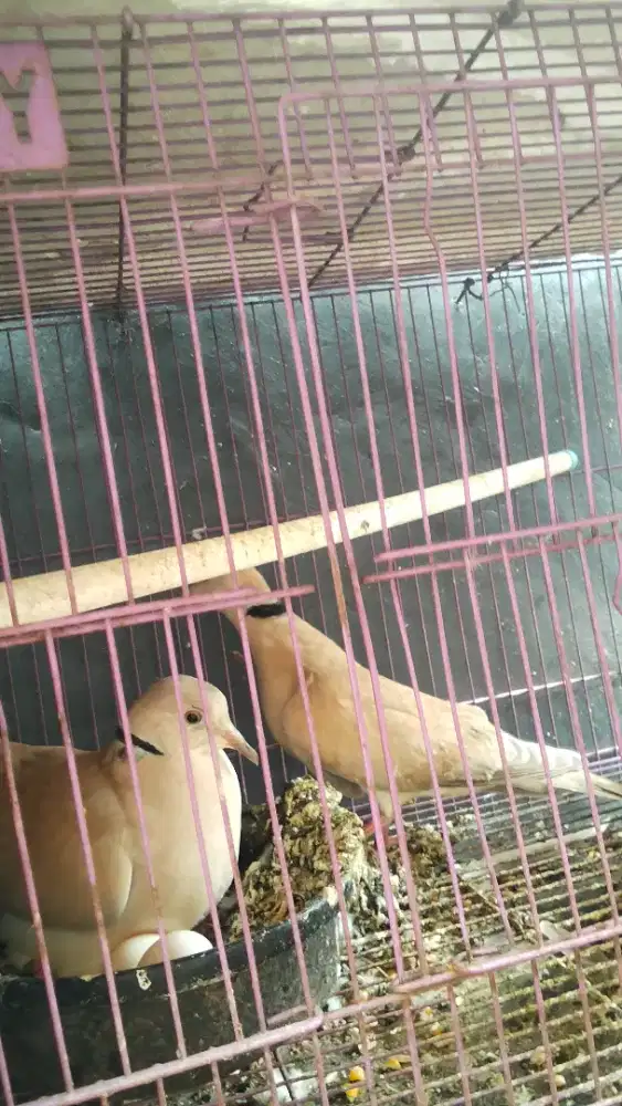 Jual burung puter lokal sehat