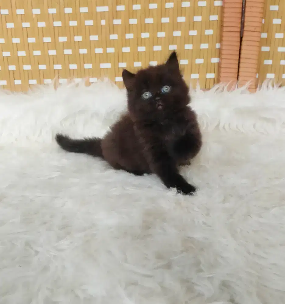 Munchkin mix BSH black