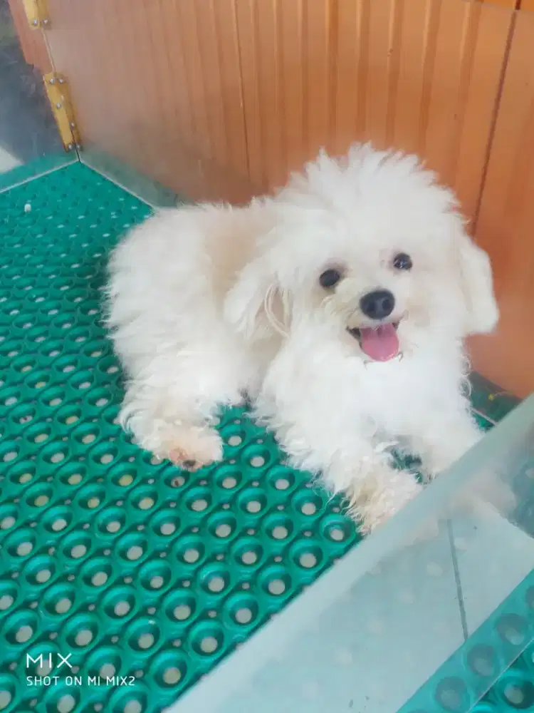 Pejantan Tiny Poodle