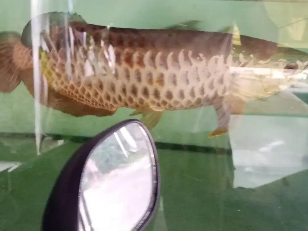 Golden polkadott