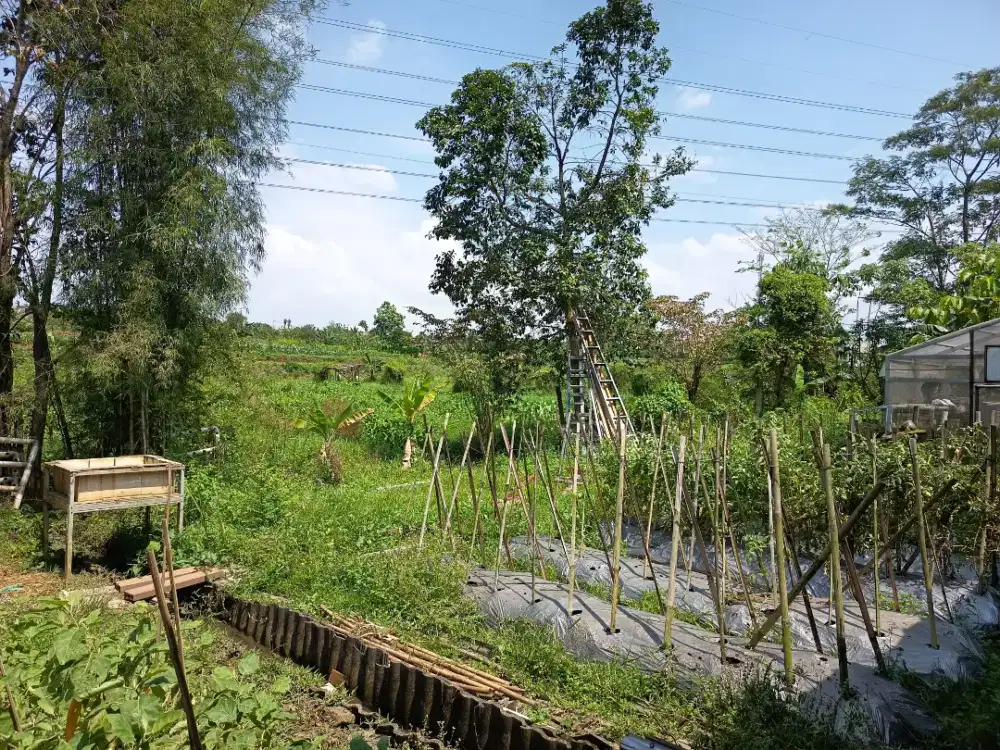 Jual tanah Kebun Tanah Sareal Kota Bogot