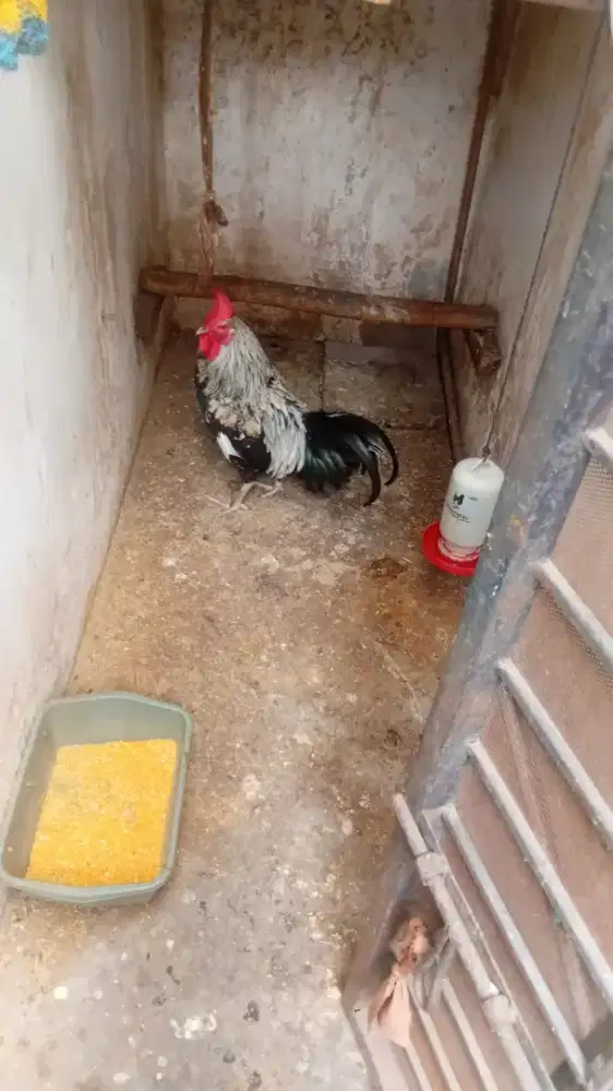 Ayam ketawa hasil ternak sendiri