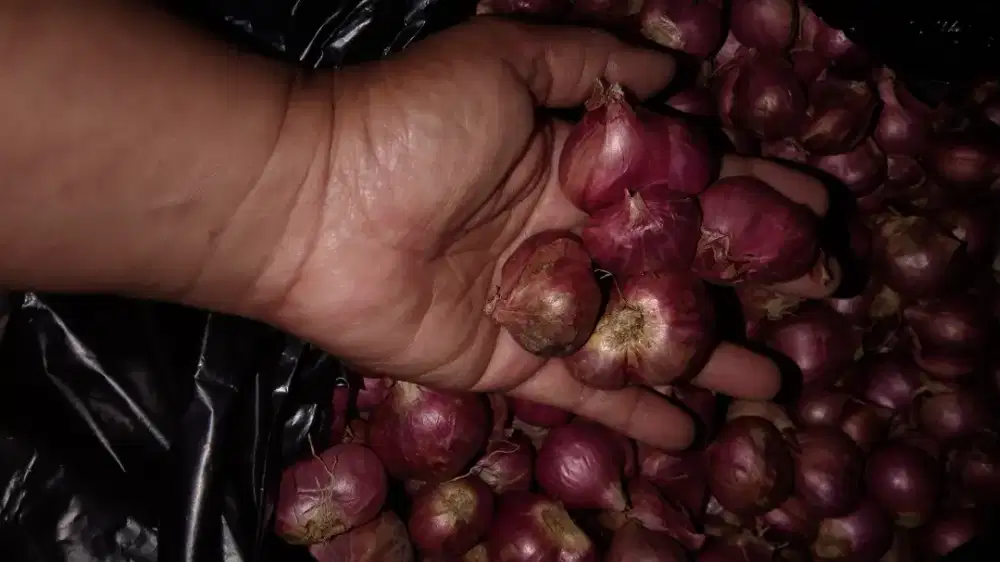 Bawang mirw dan bawang putih
