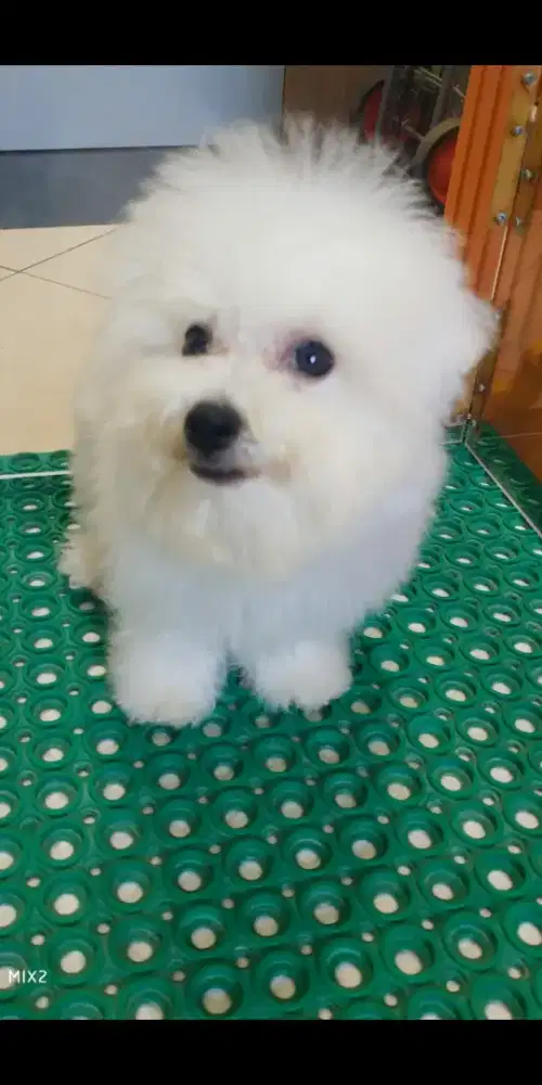 Jual Puppy Mini Bichon frise