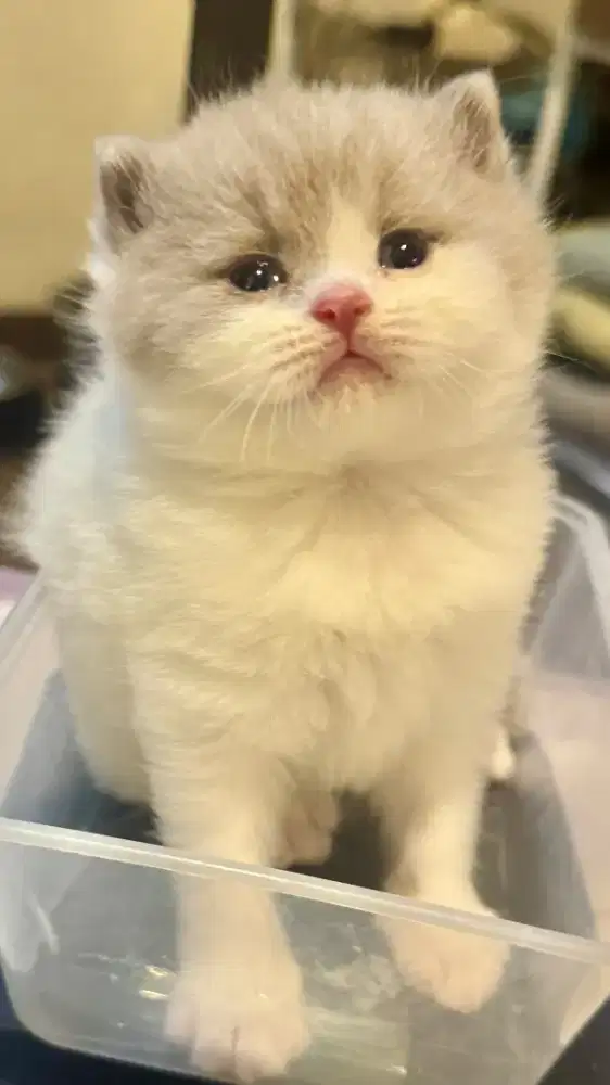 Kitten jantan BSH bicolor fawn