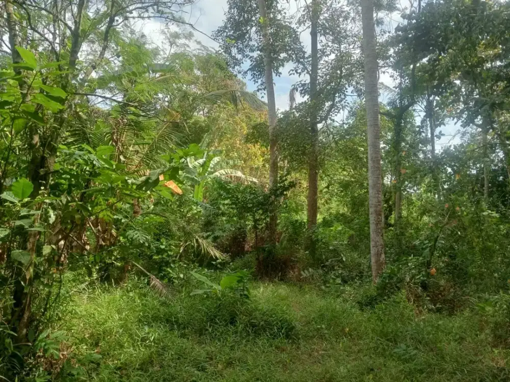 DIJUAL TANAH TEPI SUNGAI DEKAT PANTAI BERABAN DENGAN VIEW SAWAH