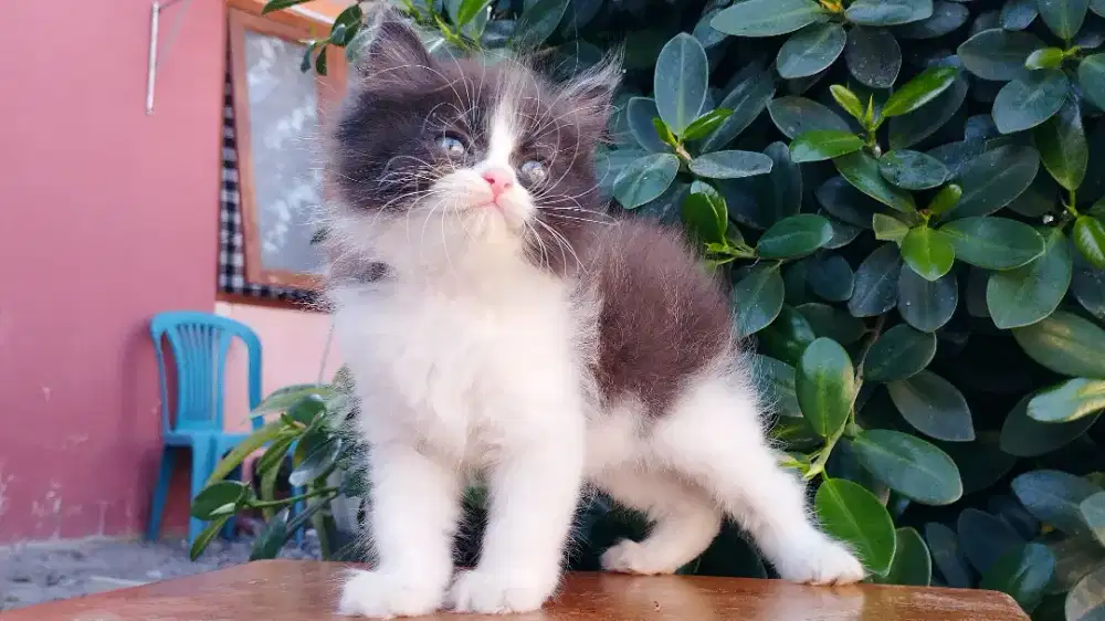 Kucing persia kitten