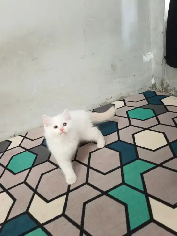 Kitten himalaya redpoint